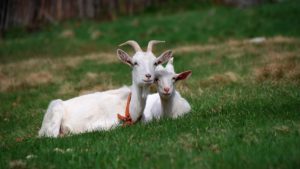 Download hd goat wallpaper HD