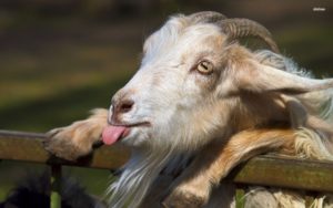 Download hd goat wallpaper HD