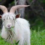 Top hd goat wallpaper Download