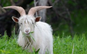 Top hd goat wallpaper Download