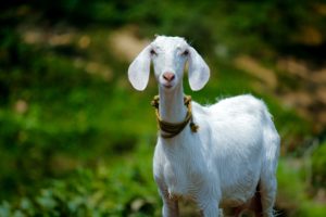 Download hd goat wallpaper HD