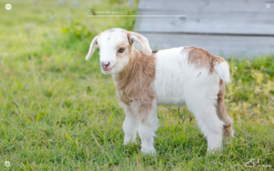 Top hd goat wallpaper HD Download