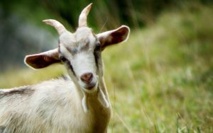 Top hd goat wallpaper 4k Download