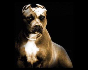 Top hd pitbull wallpaper 4k Download