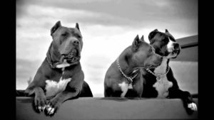 Top hd pitbull wallpaper Download