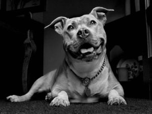 Top hd pitbull wallpaper HD Download