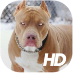 Top hd pitbull wallpaper 4k Download