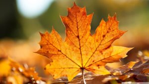 Top hd wallpaper autumn leaves 4k Download