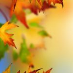 Download hd wallpaper autumn leaves HD
