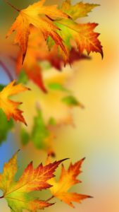 Download hd wallpaper autumn leaves HD