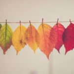 Top hd wallpaper autumn leaves 4k Download
