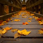 Download hd wallpaper autumn leaves HD