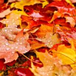 Top hd wallpaper autumn leaves Download