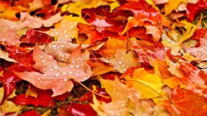 Top hd wallpaper autumn leaves Download