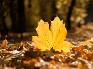 Top hd wallpaper autumn leaves HD Download