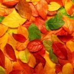 Top hd wallpaper autumn leaves free Download