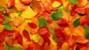 Top hd wallpaper autumn leaves free Download