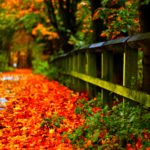 Top hd wallpaper autumn leaves HD Download
