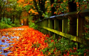 Top hd wallpaper autumn leaves HD Download