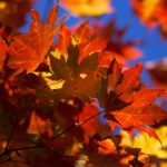Top hd wallpaper autumn leaves 4k Download
