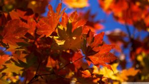 Top hd wallpaper autumn leaves 4k Download