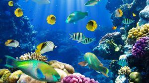 Top hd wallpapers under ocean 4k Download