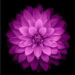 Top iphone flower wallpaper hd 4k Download