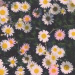 Download iphone flower wallpaper hd HD