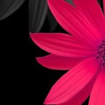 Top iphone flower wallpaper hd Download