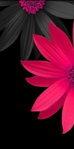 Top iphone flower wallpaper hd Download