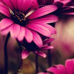 Download iphone flower wallpaper hd HD
