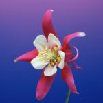 Top iphone flower wallpaper hd 4k Download