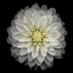 Top iphone flower wallpaper hd HD Download