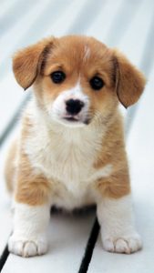 Top iphone puppy wallpaper 4k Download