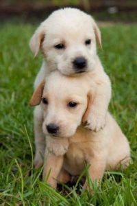 Top iphone puppy wallpaper HD Download