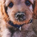 Top iphone puppy wallpaper HD Download