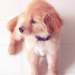 Top iphone puppy wallpaper Download