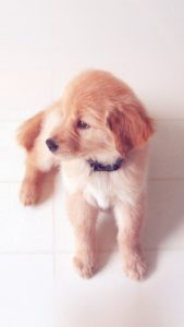 Top iphone puppy wallpaper Download