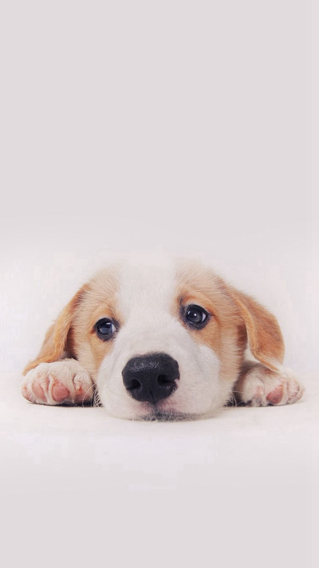 Download iphone puppy wallpaper HD
