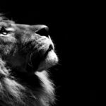 Download lion hd wallpapers 1366x768 HD