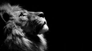 Download lion hd wallpapers 1366x768 HD