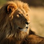 Download lion hd wallpapers 1366x768 HD