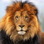 Top lion hd wallpapers 1366x768 4k Download