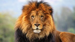 Top lion hd wallpapers 1366x768 4k Download