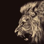 Top lion hd wallpapers 1366x768 HD Download