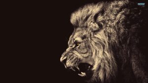 Top lion hd wallpapers 1366x768 HD Download