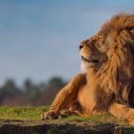 Download lion hd wallpapers 1366x768 HD