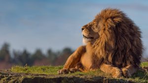 Download lion hd wallpapers 1366x768 HD