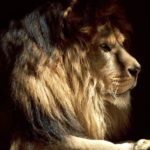 Top lion hd wallpapers 1366x768 HD Download