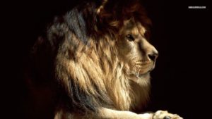 Top lion hd wallpapers 1366x768 HD Download